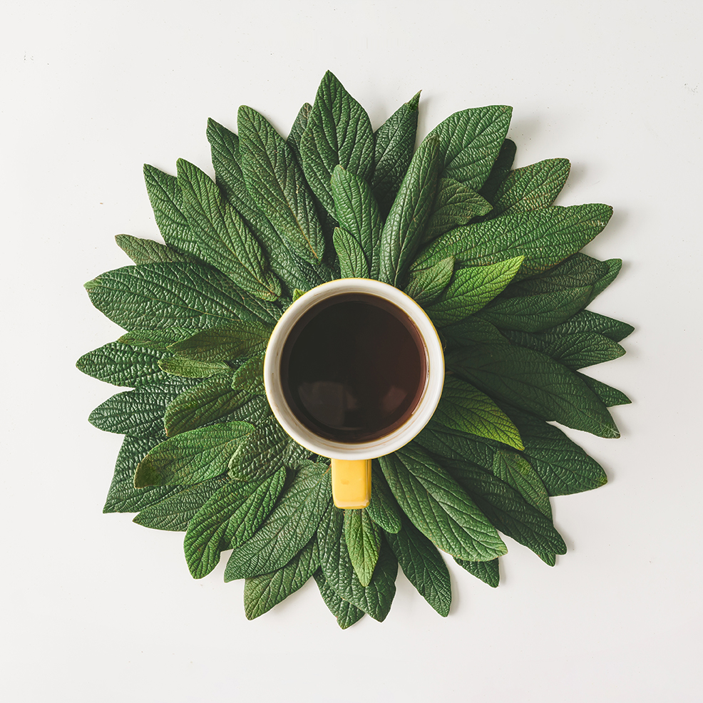 Чай из кофейных листьев